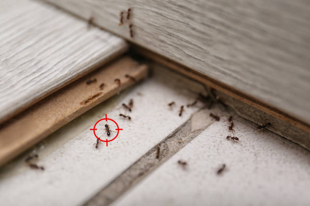 Best Commercial Pest Control Services  in Edburgh, IN