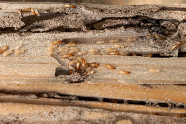 Best Pest Inspection Near Me  in Edburgh, IN